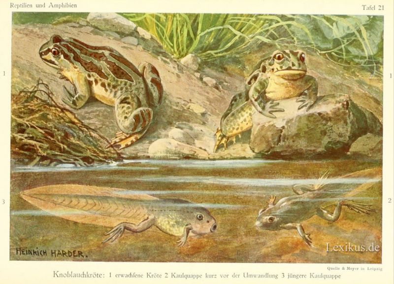 Anmerkungen Zu Den Kinder Und Hausmarchen Der Bruder Grimm 01