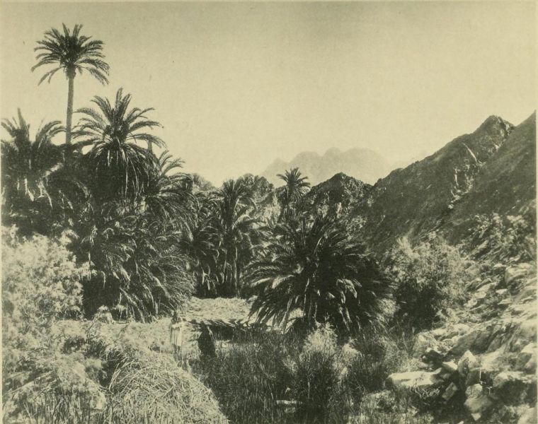 Tafel 1. Sinai. Oase von Wâdi Fërân auf der Westseite der Halbinsel. Aufnahme von Larsson. 