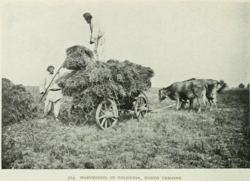 Heuernte in Volhynia