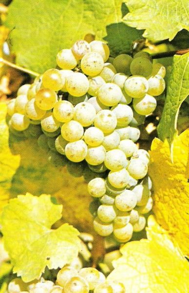 Weintrauben
