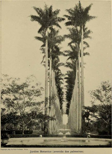 Der Botanische Garten von Rio de Janeiro