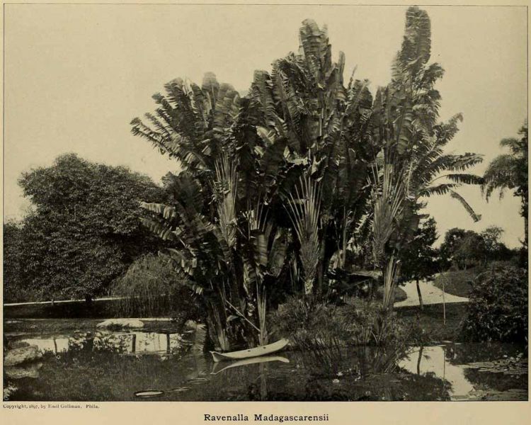 Der Baum der Reisenden. Er gilt als Wappenbaum Madagaskars.