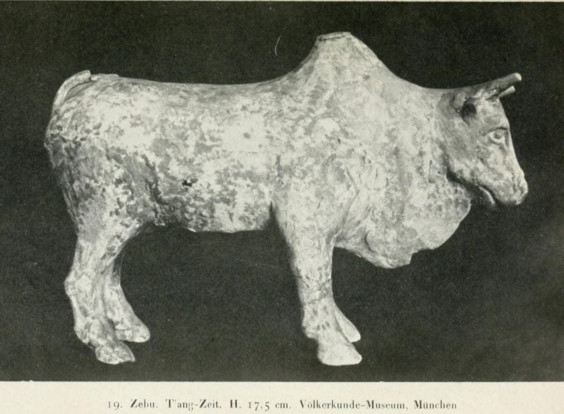 019. Zebu, Tang-Zeit. 