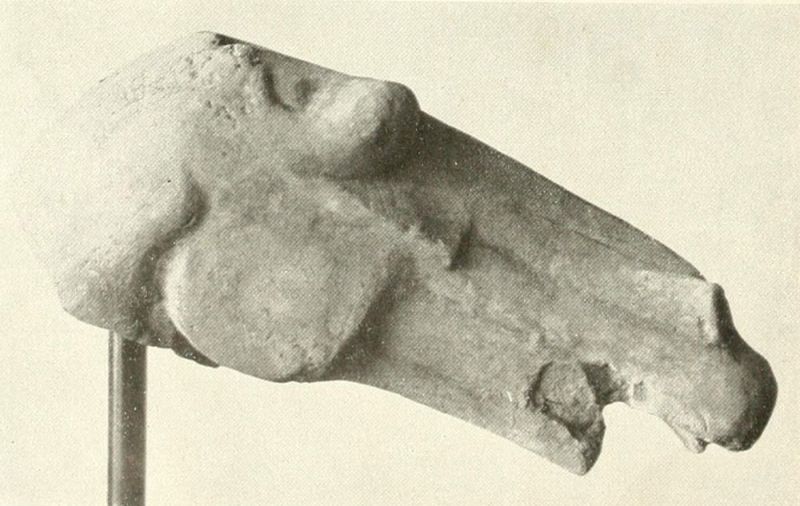 006b. Pferdekopf, Fragment, grauer Ton