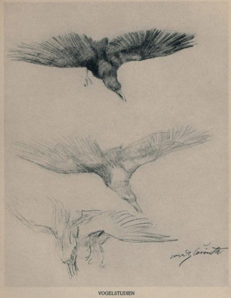 Vogelstudien