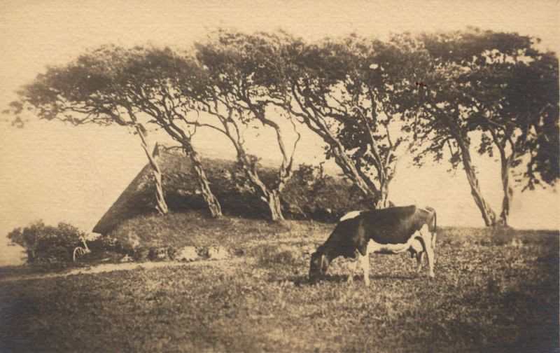 Fischland, Windflüchter
