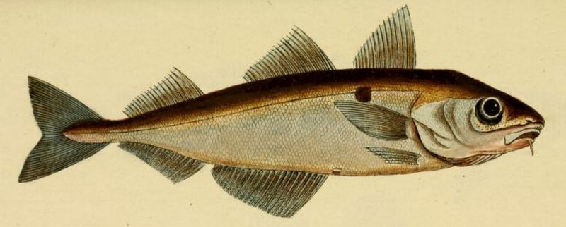 Schellfisch