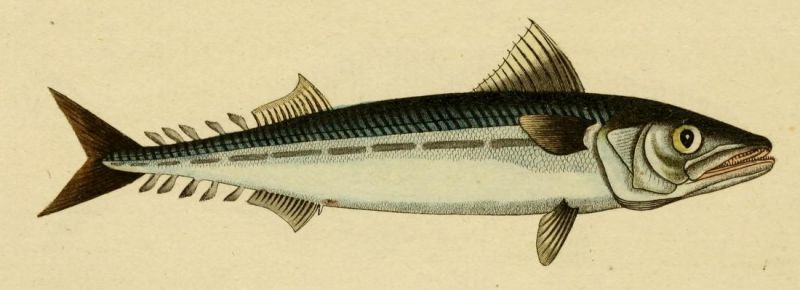 Makrele