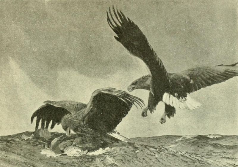 Seeadler