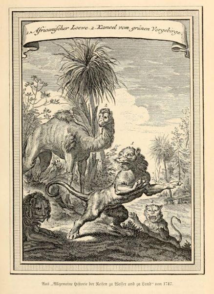 Afrika, Sievers, 013, Löwe, Kamel