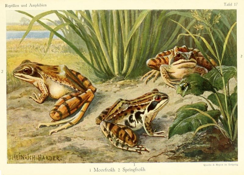 017 1 Moorfrosch 2 Springfrosch