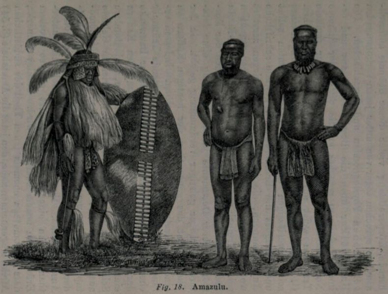 Fig. 018 Amazulu
