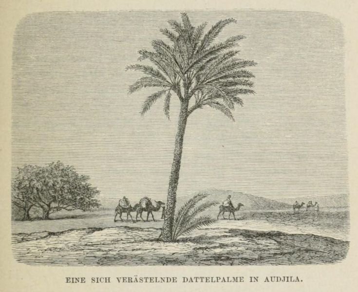 03 Eine sich verästelnde Dattelpalme in Audjila