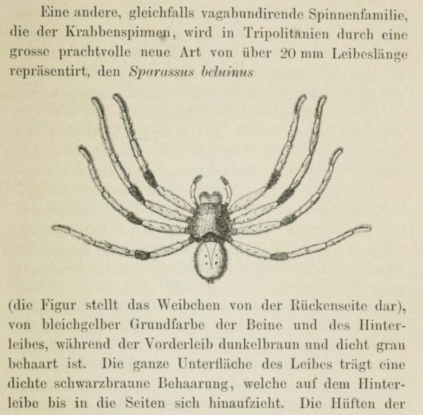 09 Krabbenspinne