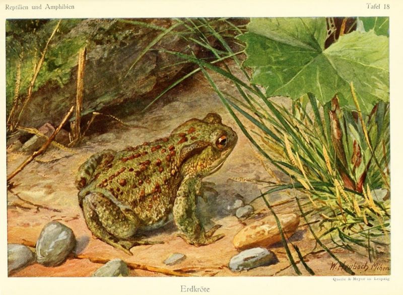018 Erdkröte