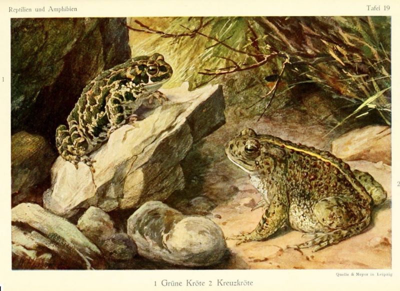 019 1 Grüne Kröte 2 Kreuzkröte