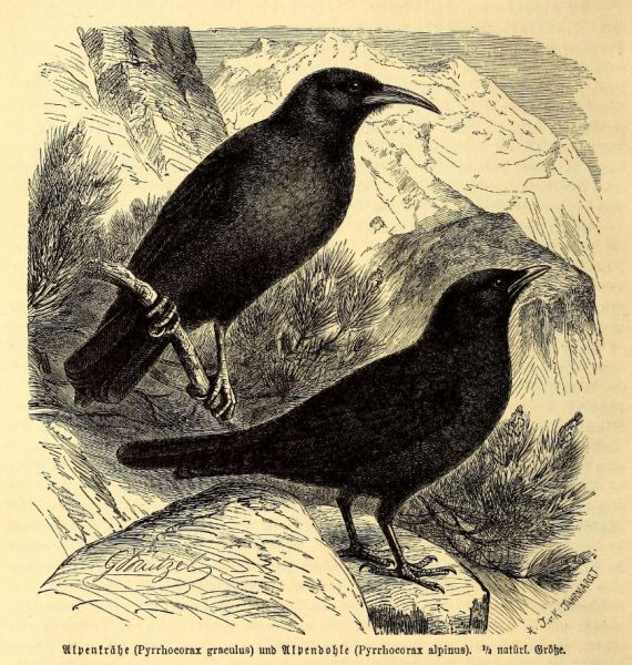 Alpenkrähe
