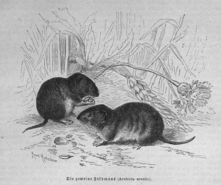 Die gemeine Feldmaus (Arvicola arvalis)