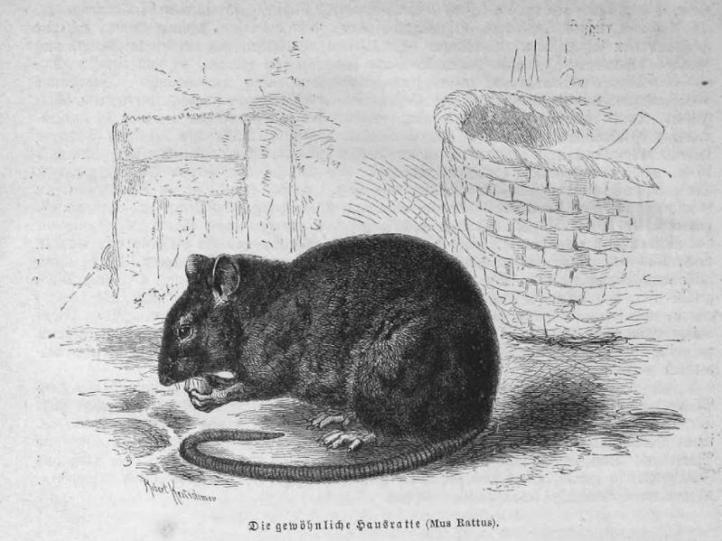 Die gewöhnliche Hausratte (Mus Rattus)