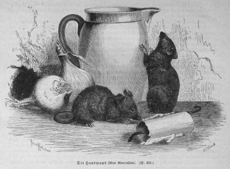 Die Hausmaus (Mus Musculos)