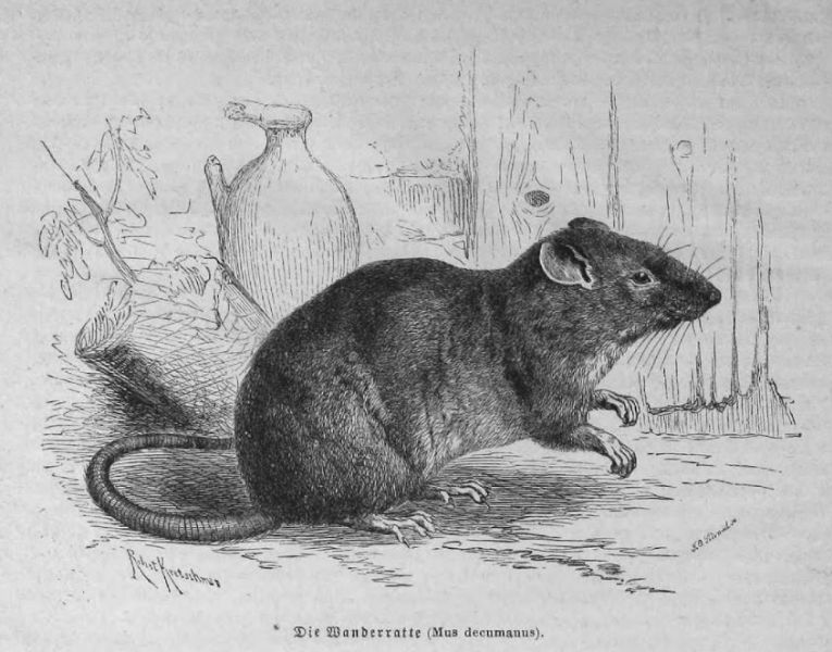 Die Wanderratte (Mus decumanus)