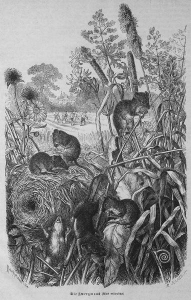 Die Zwergmaus (Mus miuutus)