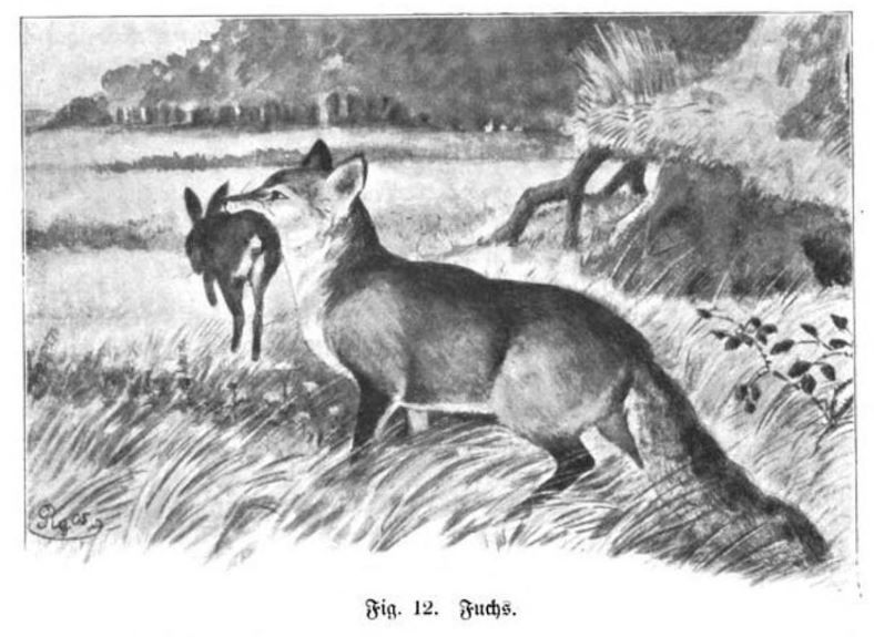 Fuchs