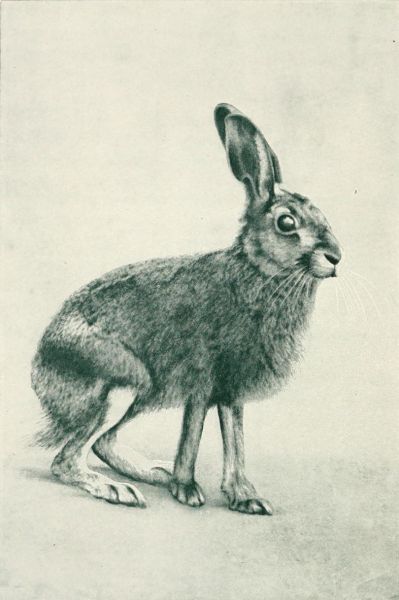Hase