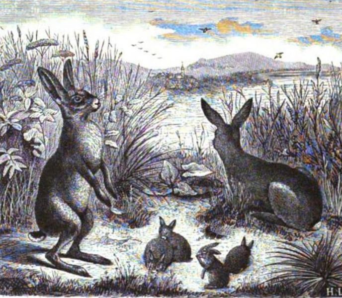 Hasenfamilie im Felde