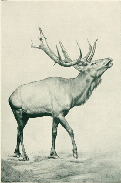 Hirsch
