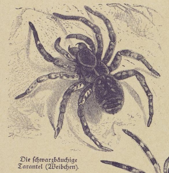 Die schwarzbäuchige Tarantel (Weibchen)