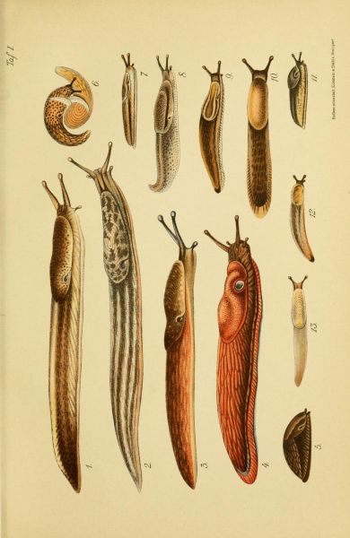 Nacktschnecken
