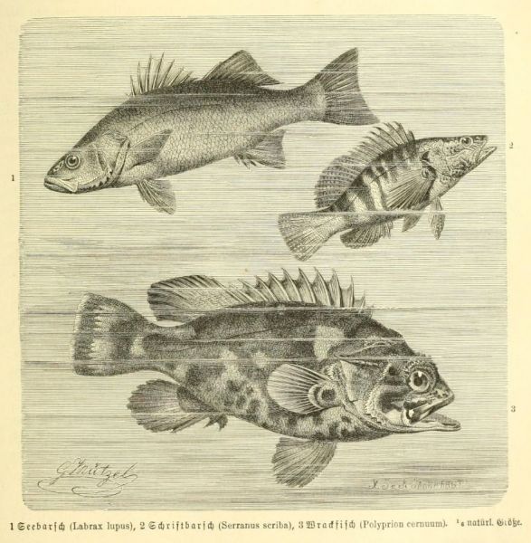 Seebarsch, Schriftbarsch, Wrackfisch