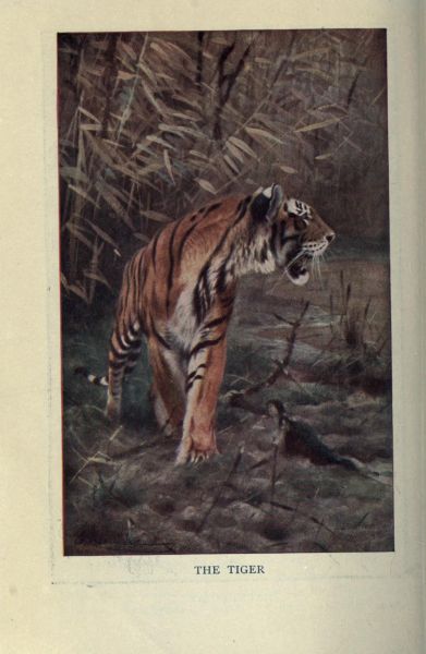 Tiger