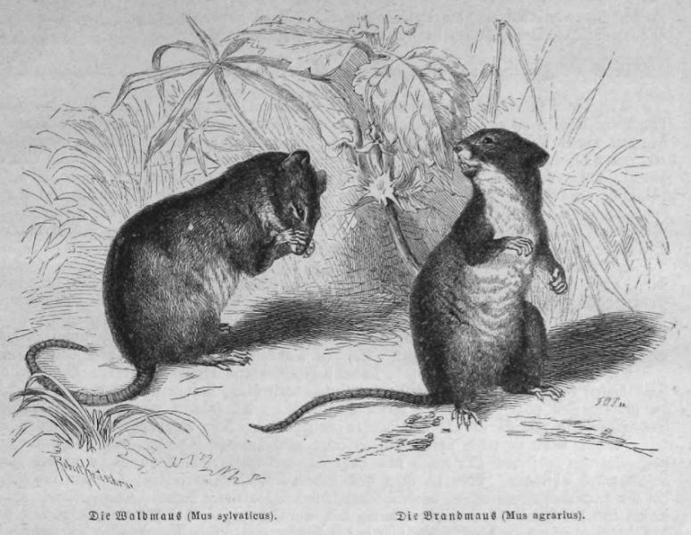 Waldmaus und Brandmaus