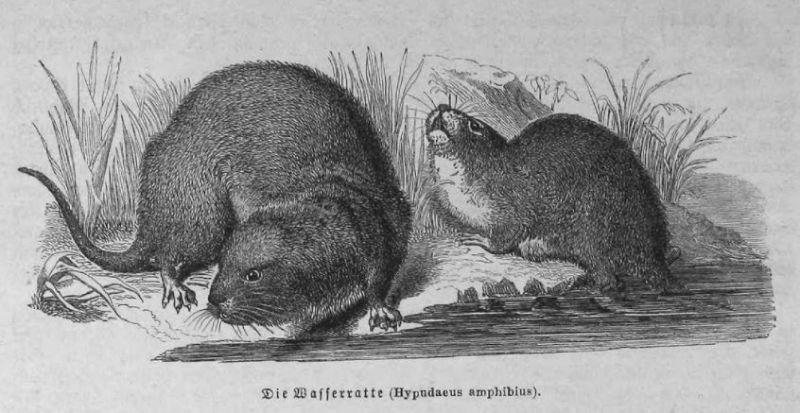 Wasserratte (Hypodaeus amphibius)