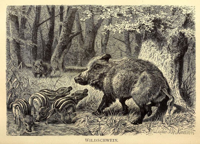 Wildschwein