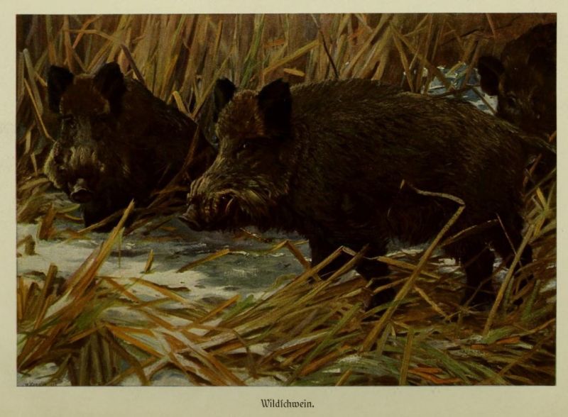 Wildschwein (1)