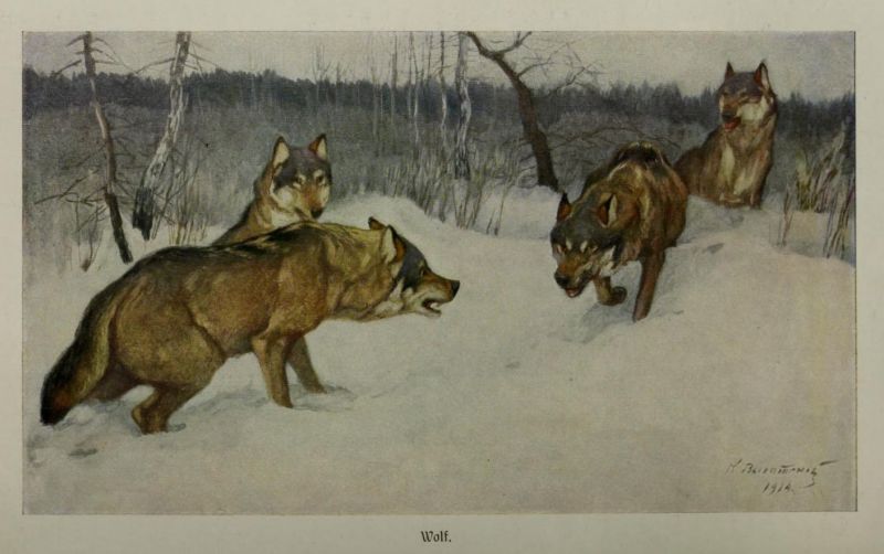 Wolf