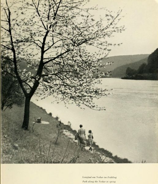 013 Leinpfad am Neckar im Frühling