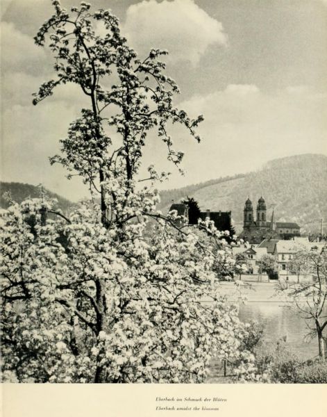 031 Eberbach im Schmuck der Blüten