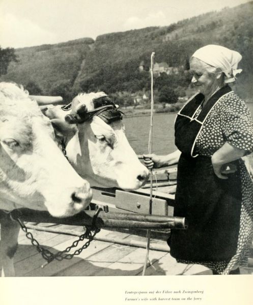 036 Erntegespann auf der Fähre nach Zwingenberg