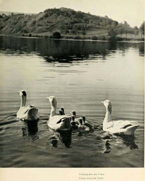 055 Geleitzug über den Neckar (Gänsefamilie)
