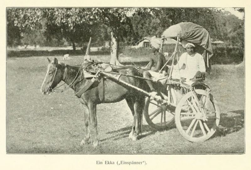 Indien 10 Ein Ekka (Einspänner)