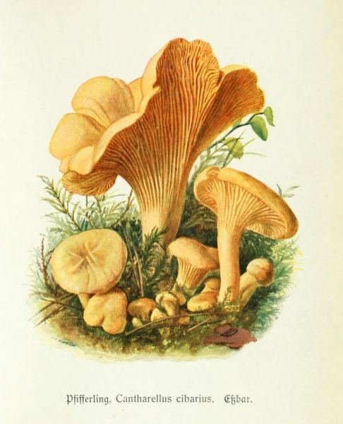 001 Pfifferling, Cantharellus cibarius. Essbar