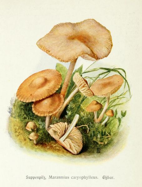 003 Suppenpilz, Marasmius caryophylleus. Essbar