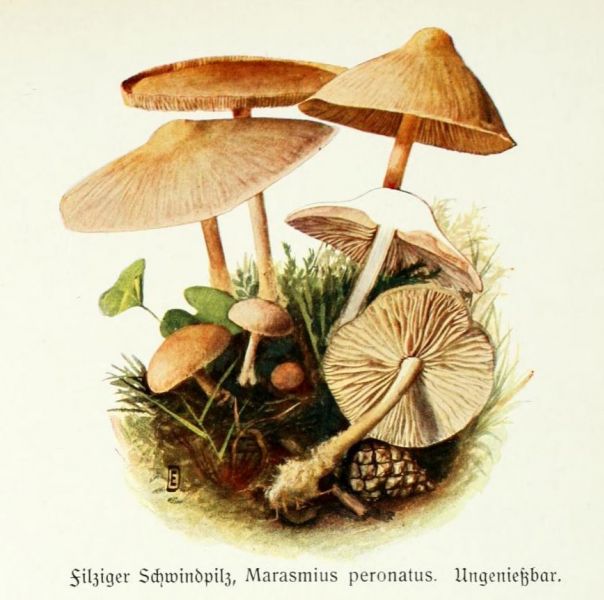 004 Filziger Schwindpilz, Marasmius peronatus. Ungenießbar