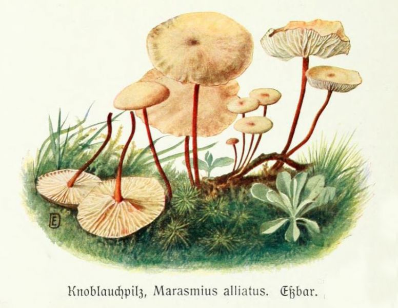 005 Knoblauchpilz, Marasmius alliatus. Essbar