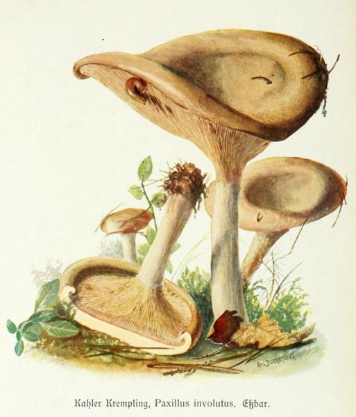 006 Kahler Krempling, Paxillus involutus. Essbar