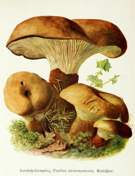 007 Samtfuß-Krempling, Paxillus atrotomentosus. Genießbar